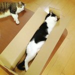<b>애기야</b> 울집 와서 자고가라