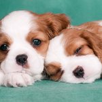 [EXO] 회원님들아   국민  청원좀  해줘~~  사건이야