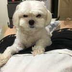 <b>니</b>네<b>집</b> 강아지도 이렇게 꼽줌 ?