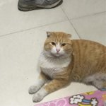 [꼭읽어줘요] 죄송해요 길에서  <b>품종묘</b>를 발견했는데 보호소로 보내야할까요...