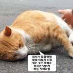 [고양이] 궁디팡팡 <b>신도</b>냥 - 궁디팡팡의 진수를 가르쳐주마