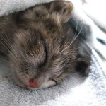 [이것좀봐줘] 아기고먐냥줍