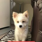 [강아지] 형제들은 <b>입양</b>가고 혼자 남았습니다
