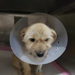 [강아지] 한두달 <b>임보처</b>가 되어주세요