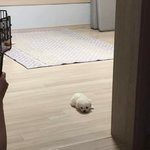 얘들아 무슨 후리스를 살까앙