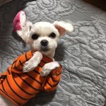 [강아지] 어서 날 만지거라 2탄