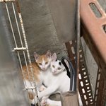 [고양이] 곧 거주지가 사라질 길냥이의 새주인찾아요