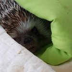 우리집 고슴도치 개빡<b>친</b><b>거</b> 봐