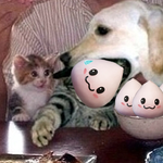 강아지 <b>솜사탕</b> 먹어도 됨?