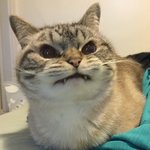 [드루와] <b>내셔널</b>말고 숏패딩 어디가 이쁘냐