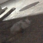 [드루와] 얘드라 큰일났어 고양이가 계속 따라와..