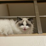 [고양이] 뭘봐!!!