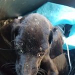 [강아지] 검정애기 검진 다녀왔습니다