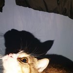 [고양이] 우리<b>집</b> 고양이 <b>사진</b> 어때