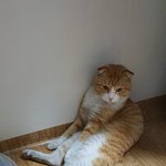 [꼭읽어줘요] 비오는날 발견한 품종묘<b>믹스</b> 아이 입양처 찾습니다