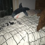 [드루와] <b>내방</b>에서 <b>침대</b>가 젤 이쁨