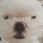[댓글부탁해] 밥풀코에묻은 강아지 <b>짱</b>귀여워 여자들이사진보면 죽겠네...