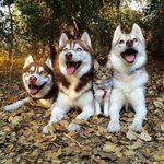<b>허스키</b>와 자란 고양이
