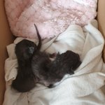 우리막둥이들 이야기