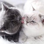 내가 너의 <b>털</b>을 핥아줘도 되겠냥?
