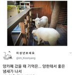 양은 뭘로 씻겨요