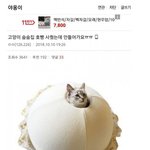 고양이 안들어가요