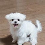 [드루와] 우리집 갱애<b>쥐</b> 보고가