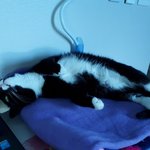 [고양이] 사무실악독한주인 30-관종력상승