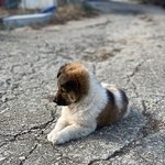 [꼭봐주세요] 추위를 이기며 살고있는 동물들을 도와주세요..