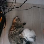 [고양이] 자랑하고싶은데 자랑할곳없어서 올리는 우리집냥이들사진