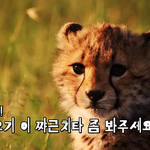 [꼭봐주세요] 악악악 애긔 <b>치타</b> 보고가세요ㅠㅠㅠㅠㅠㅠㅠㅠㅠ