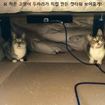 집사야 캣타워 안 <b>사도</b> 괜찮다!