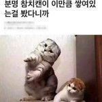 [댓글부탁해] 이고양이 <b>품종</b>이 뭐야ㅇ???