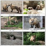 [모두드루와] 한국 <b>토종</b>여우 근황