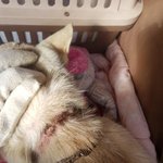 [강아지] 사상충치료 도움 좀 부탁드립니다