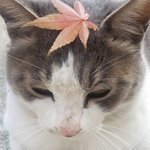 가을 <b>고냥</b>이