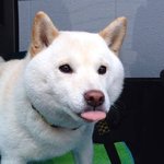 안돼안돼