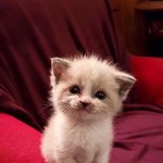 [조언부탁해] 예비 고1인데 고딩 선배<b>림들</b> 공부법 봐주세염