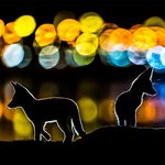 사진만 봐도 압도되는 야생 직찍