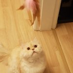 [고양이] [별이모찌맘맘-9탄] 건강하게지내는 모찌 :)