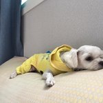 [강아지] 어서 날 만지거라 3탄