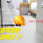 [웃긴동영상] <b>투명</b>벽을 처음 본 고양이의 반응