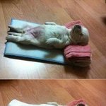 <b>휴지</b>덮고 자는 강아지