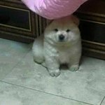 곰 돋는 댕댕