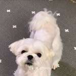 블핑 블랙핑크 지수 로제 <b>리사</b> 제니