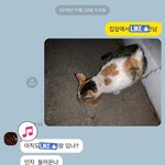 [고양이] +추가)이거 엄마가 그냥 떠보는 소리겠죠??