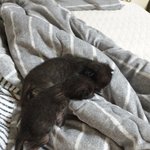 울<b>막둥이</b>들이야기 2탄