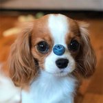 인형 아니면 <b>요정</b>이 틀림없는 2살 댕댕이