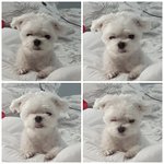[강아지] 우리집 <b>송이</b>