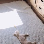 [강아지] 우리 집 댕댕이랑 애기랑 너무 귀엽다 <b>인간</b>적으로 22